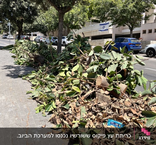 ערימת ענפים וגזם על המדרכה ליד עצים